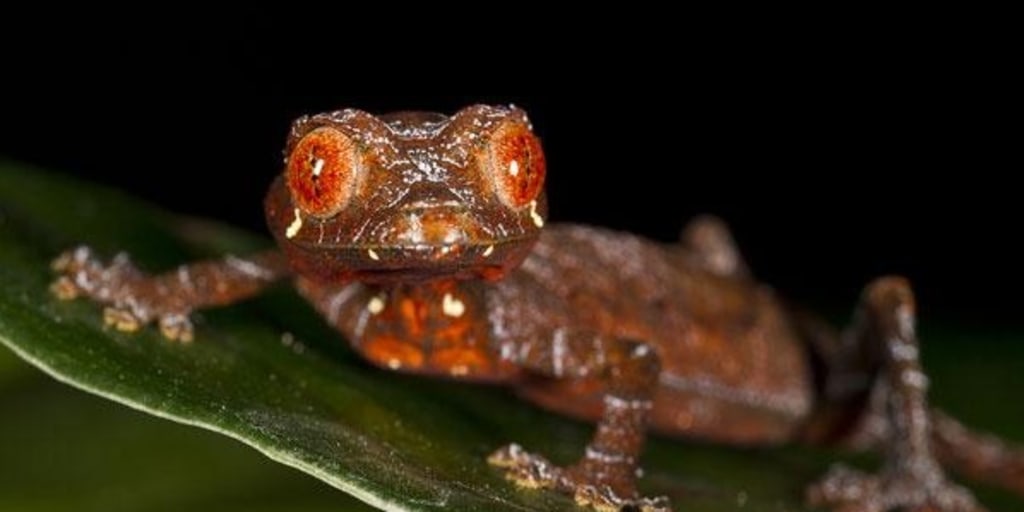 Satanic' gecko is San Diego Zoo's first baby of 2011